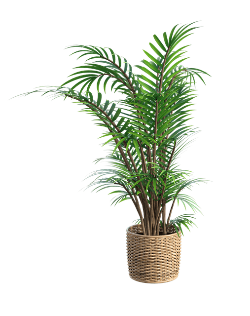 plant